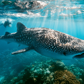 shark diving travel featured image
